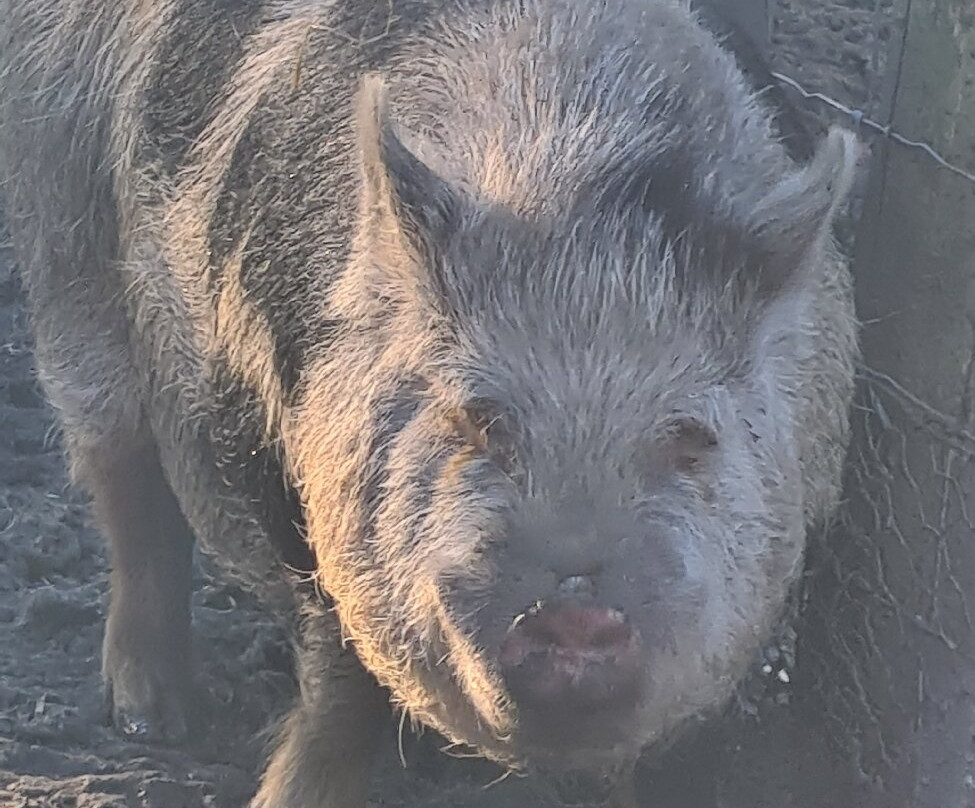 Huckleberry Woods-Faversham必去景点