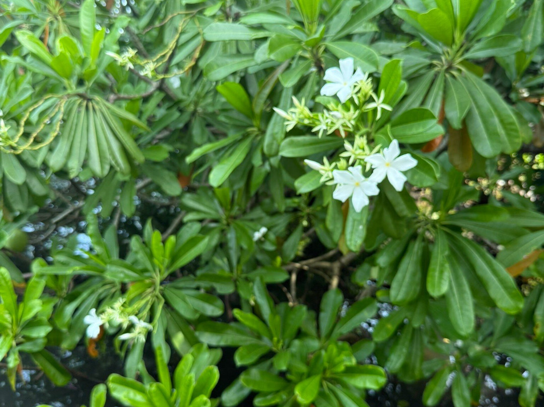 Koggala Lake Boat Safari & Kayak Adventure with Malish-克拉必去景点