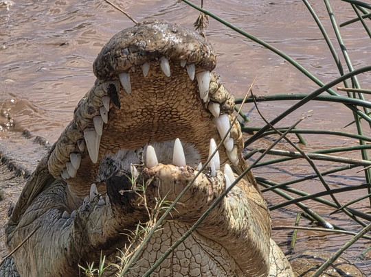 NelloSafari-瓦塔木必去景点