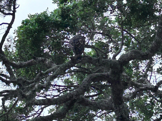 Bundala Wings And Wild Guilde Tours-Hambantota必去景点