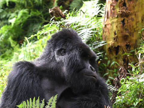 Kikooko Africa Safaris-恩德培必去景点