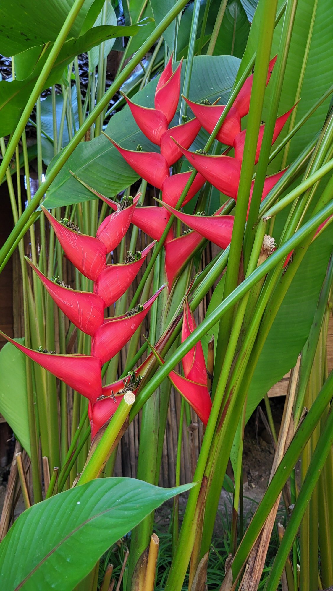 芭派村酒店-浴室
