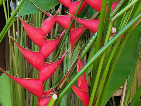芭派村酒店主图
