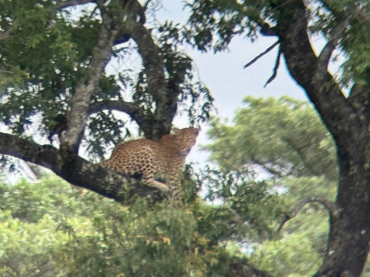 On Safari Africa - Kruger National Park-马里兰必去景点