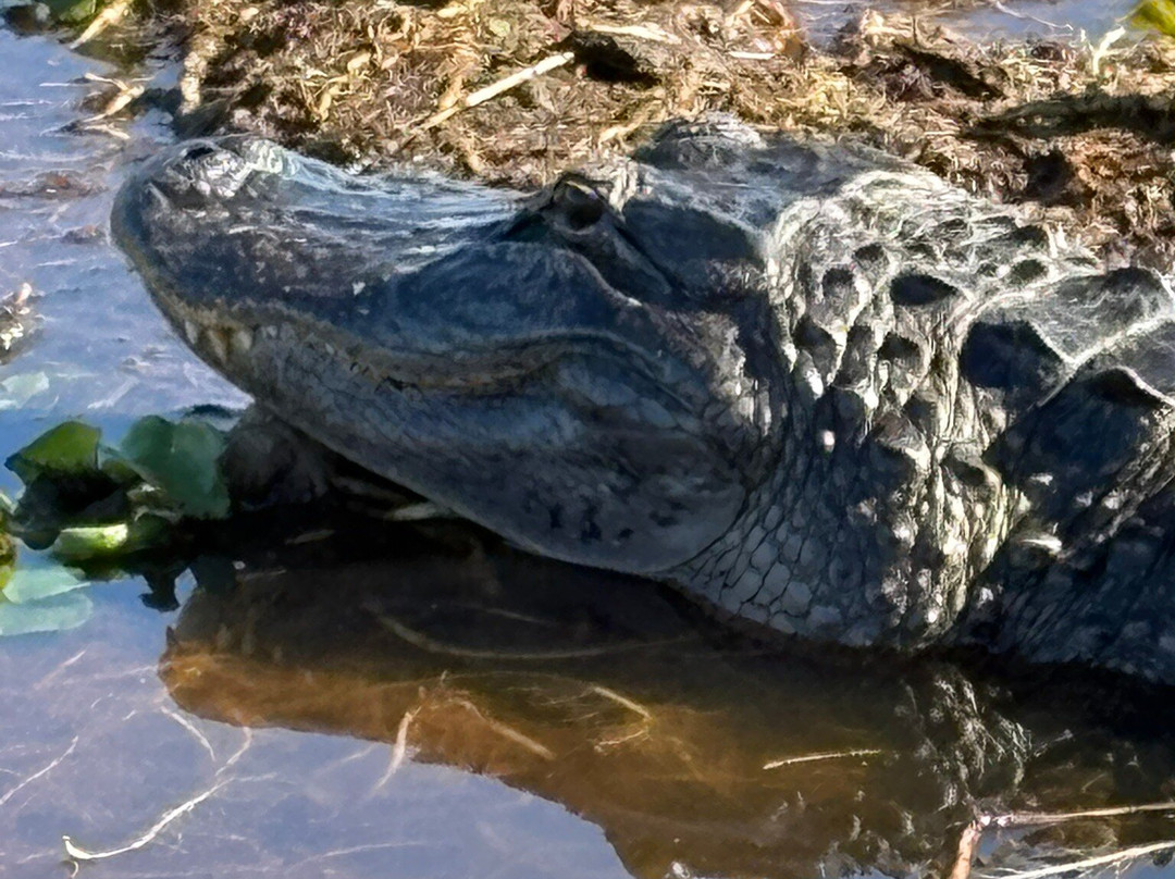 Wild Willy's Airboat Tours-圣克劳德必去景点