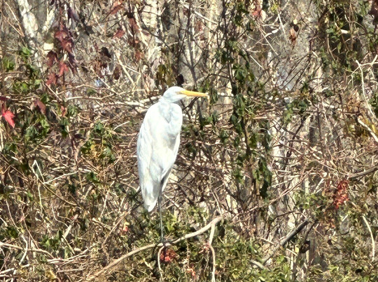 St. John's River Eco Tours, LLC-DeBary必去景点