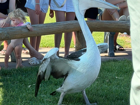 Kalbarri Pelican Feeding-卡尔巴里必去景点