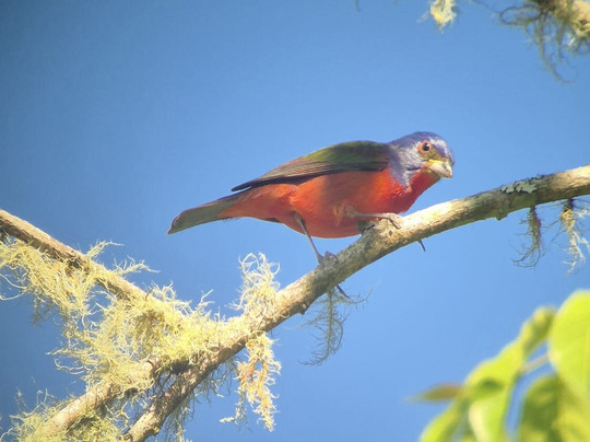 Bird Guide Cornelio-瓦图尔科必去景点
