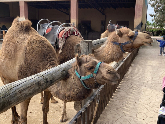 Camel Park-玛佐托斯必去景点