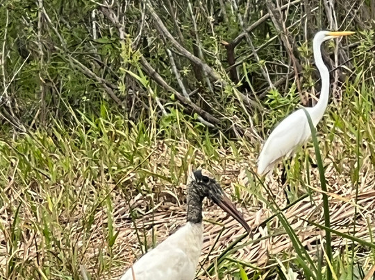 Everglades Swamp Tours-Everglades Wildlife Management Area必去景点