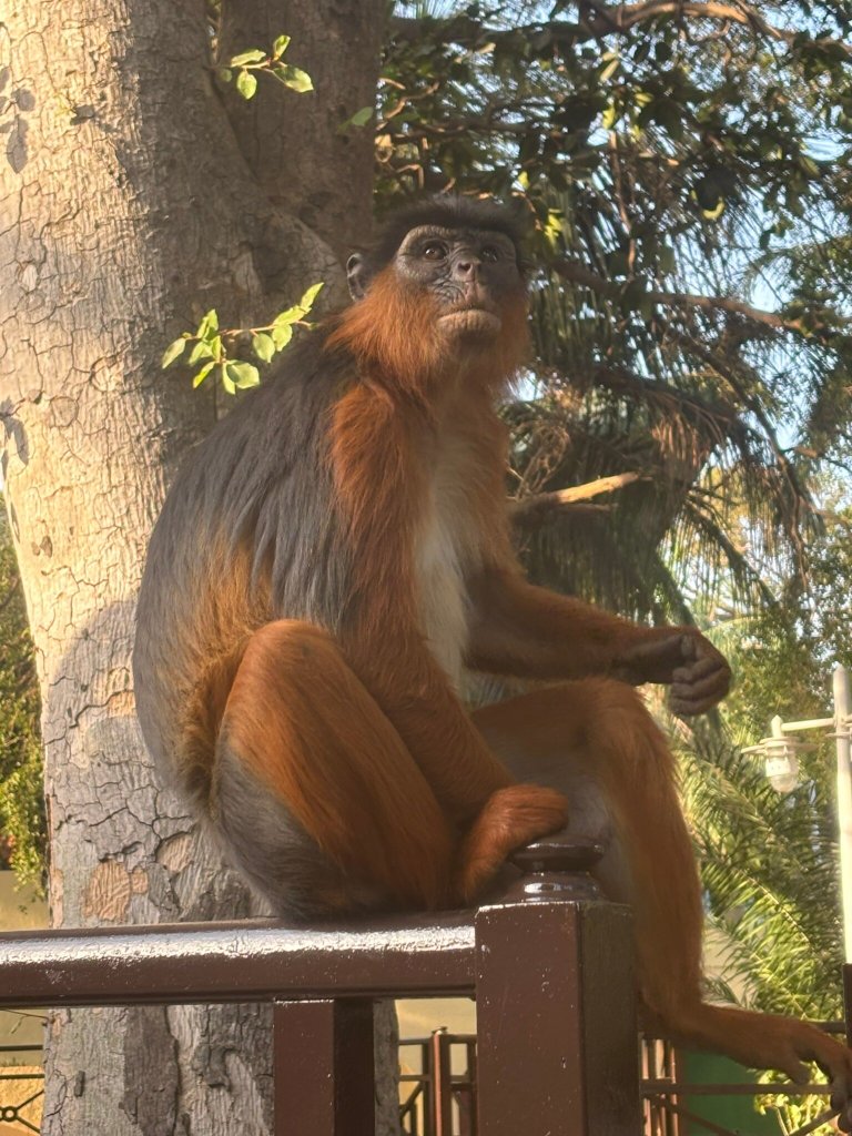 塞内冈比亚海滩酒店-官方
