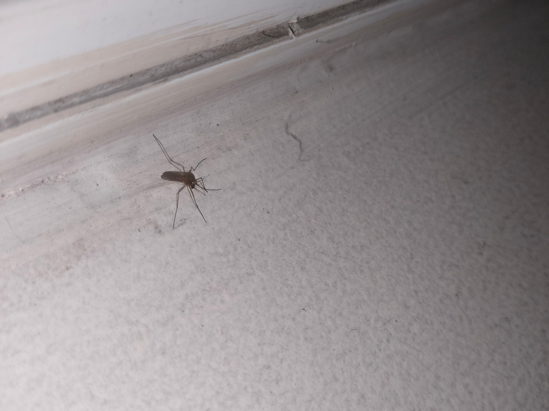 里达巴德姜酒店主图