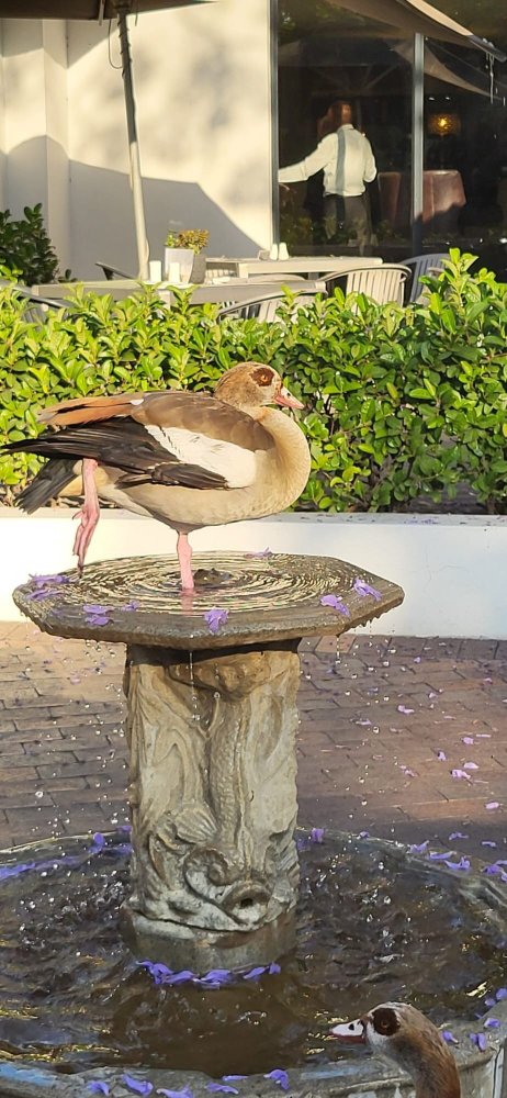 印达巴Spa及会议中心大酒店-官方