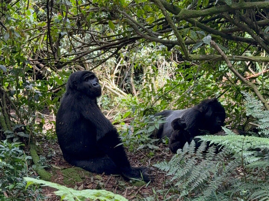 Buutu Safaris-金贾必去景点