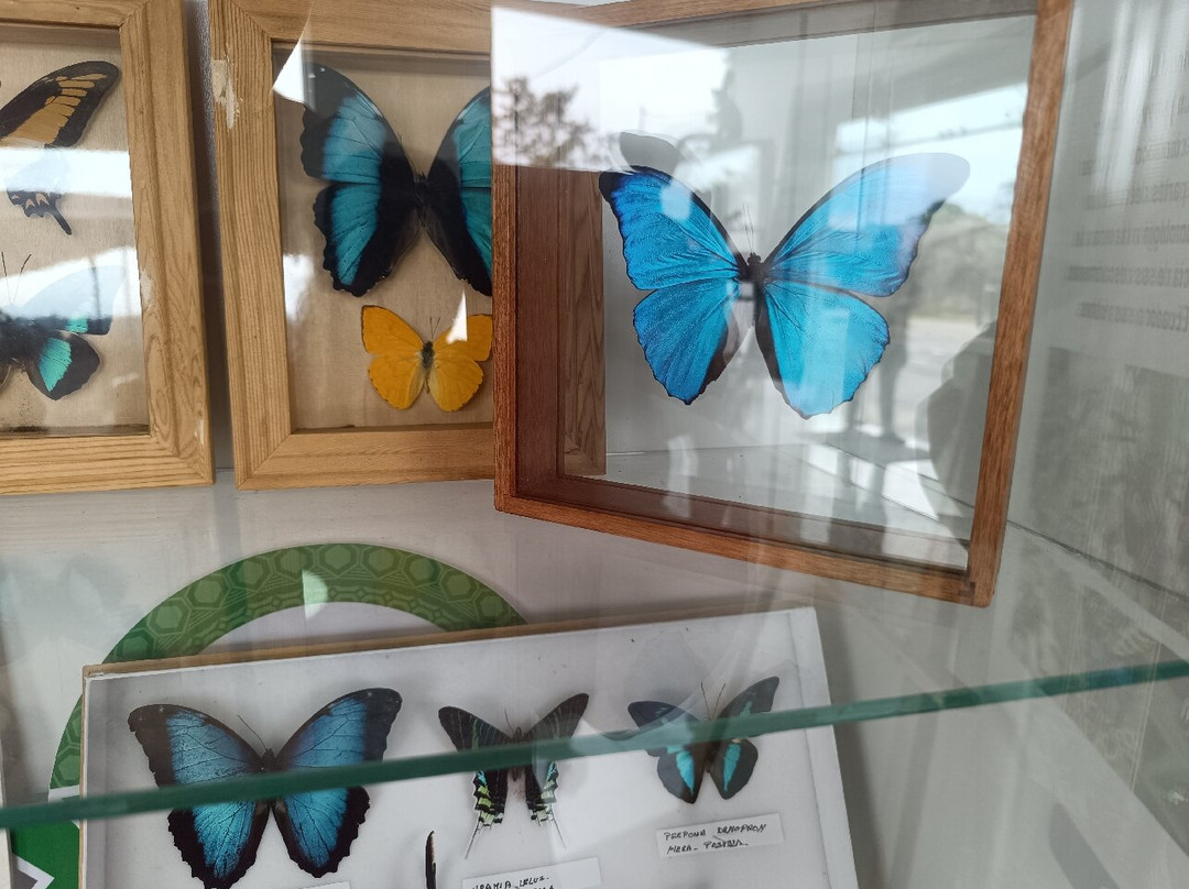 Mariposario DEDALMA-Mera必去景点