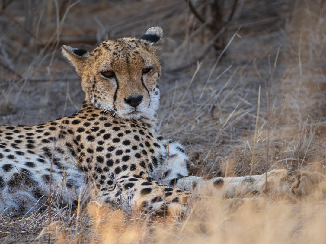 East Africa Adventure Tours and Safaris-马赛马拉国家野生动物保护区必去景点