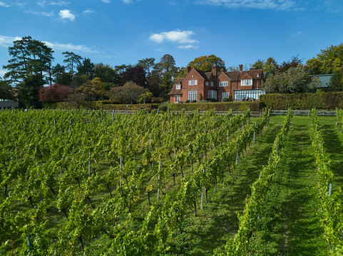 Hambledon Wine Estate-Hambledon必去景点