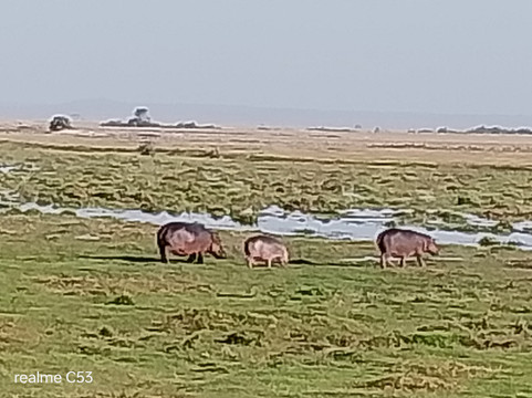 Malik Safari-马林地必去景点