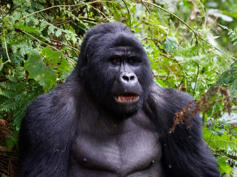 Nature Connect Safaris Uganda-坎帕拉必去景点