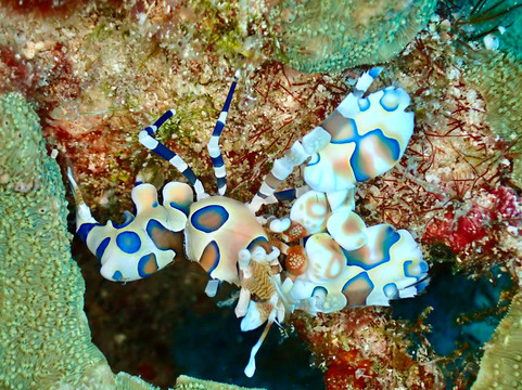 The Junk Liveaboards-Chalong必去景点