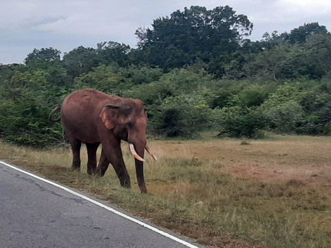 Sri Lanka Brothers Tour-尼甘布必去景点