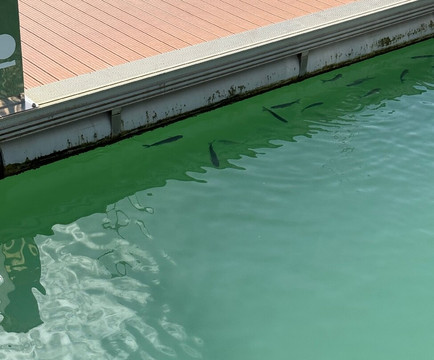 Albufeira Marina-阿尔布赞拉必去景点