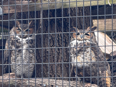 Peace River Wildlife Center-蓬塔戈尔达必去景点