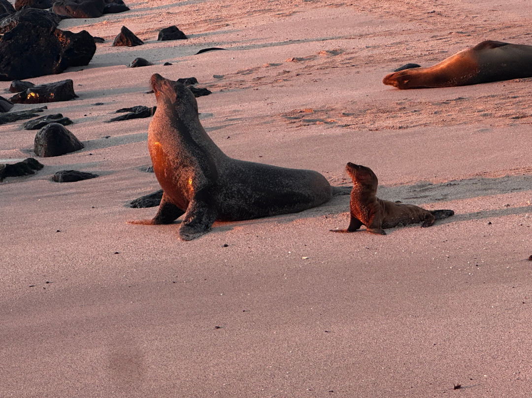 Galapagos Alternative-阿约拉港必去景点