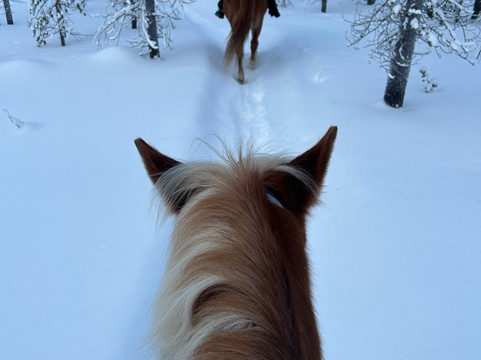 Polaris Point Horses-撒利塞卡必去景点