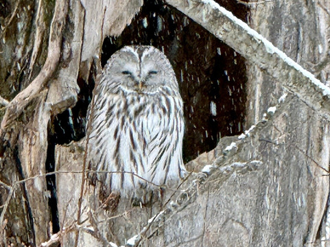 钏路市湿原展望台-钏路市必去景点