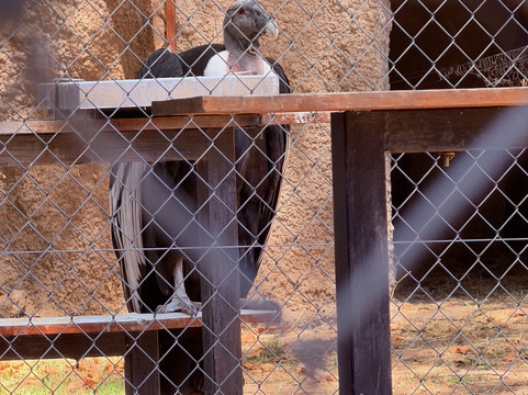 Eco Parque-布宜诺斯艾利斯必去景点