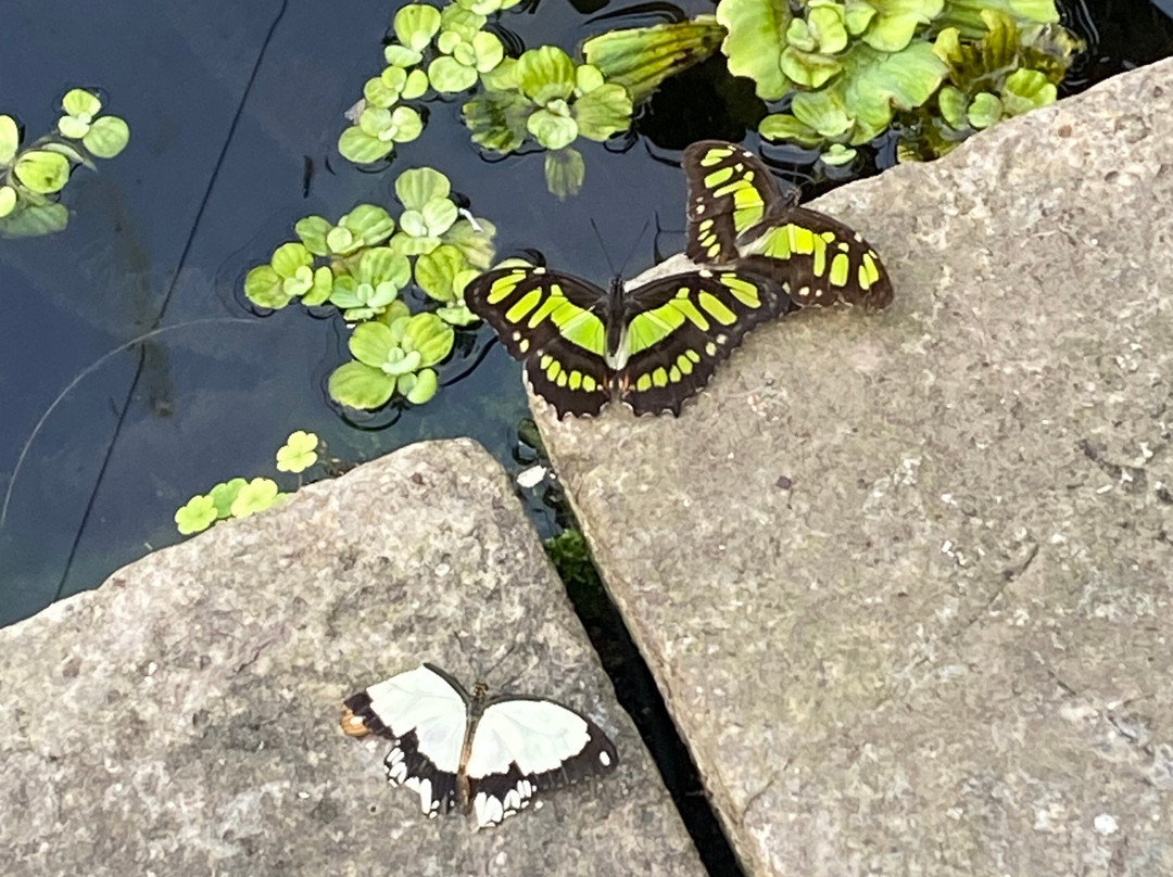 Butterfly Gardens @ Middleton Common Farm-Westmeston必去景点