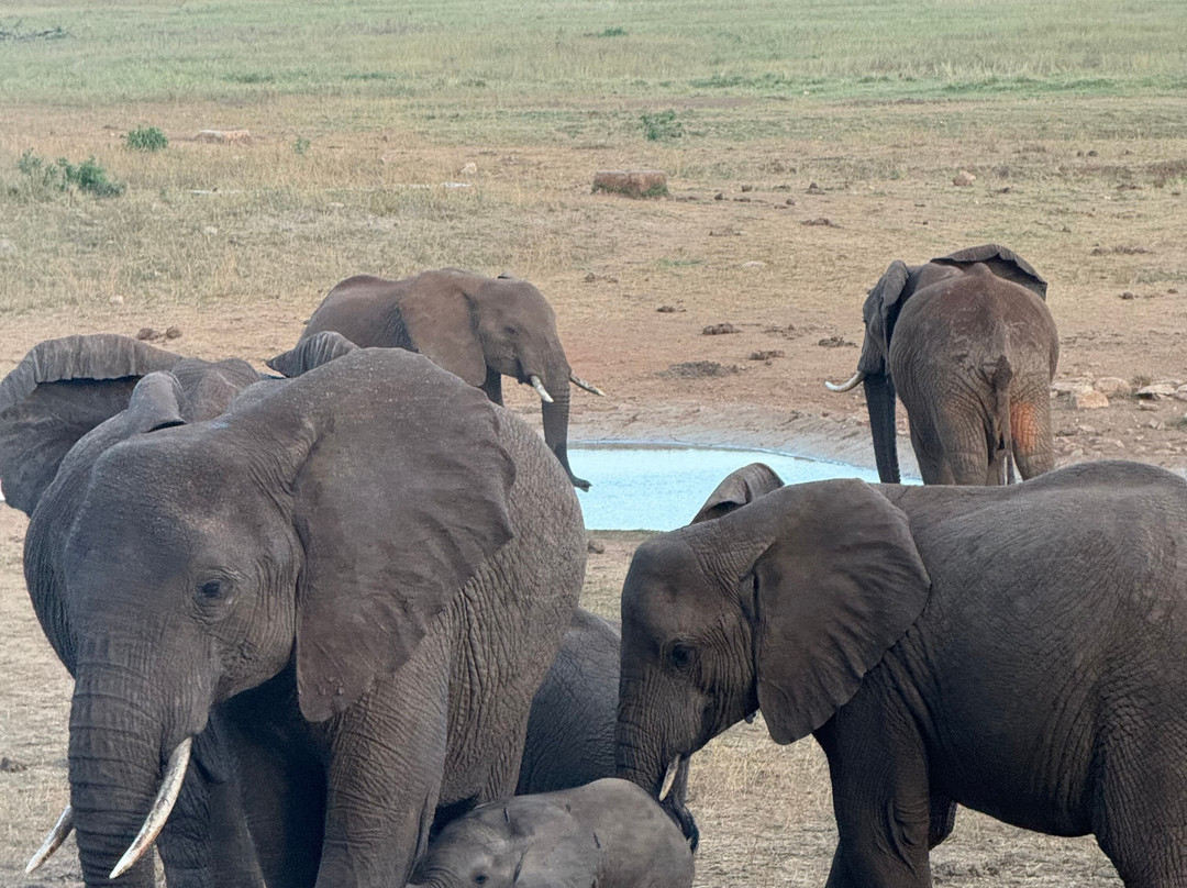 Tana Birding and Wildlife Safaris-蒙巴萨必去景点