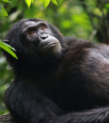 Taffies Safaris-坎帕拉必去景点