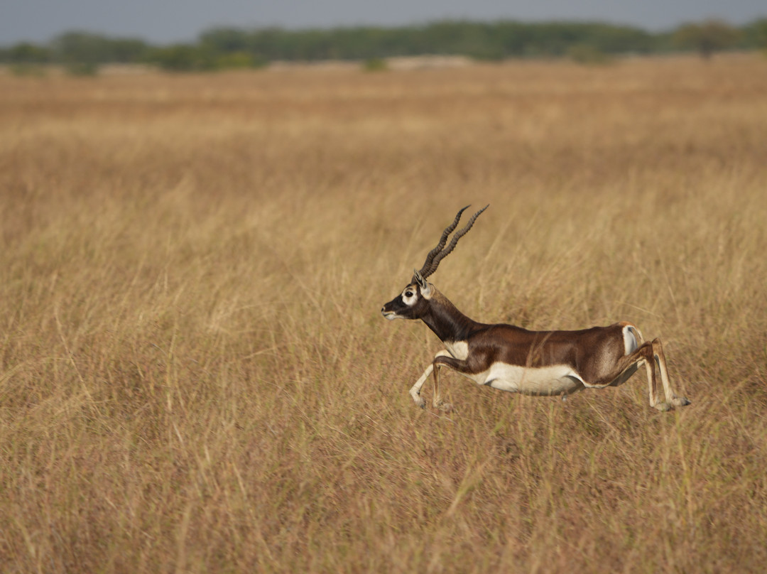 Blackbuck Homestay