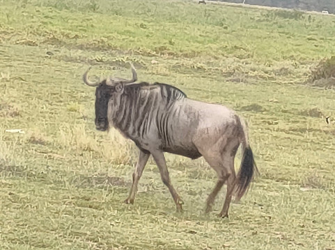 Safari In Kenya Con Samba-瓦塔木必去景点