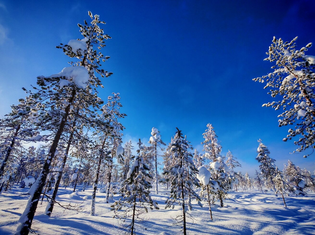 Tokka Snowmobile Safaris & Rentals-Sirkka必去景点