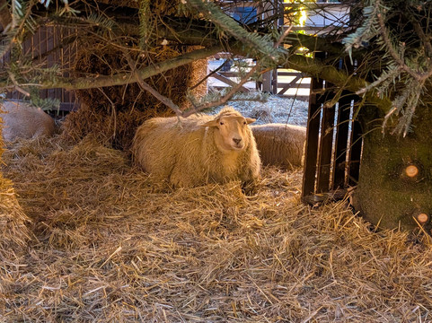 Muensterplatz-乌尔姆必去景点