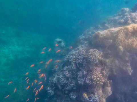 Safari Shwari Mafia Island-Utende必去景点