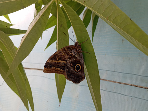 Regional Natural History Museum of Plovdiv-普罗夫迪夫必去景点