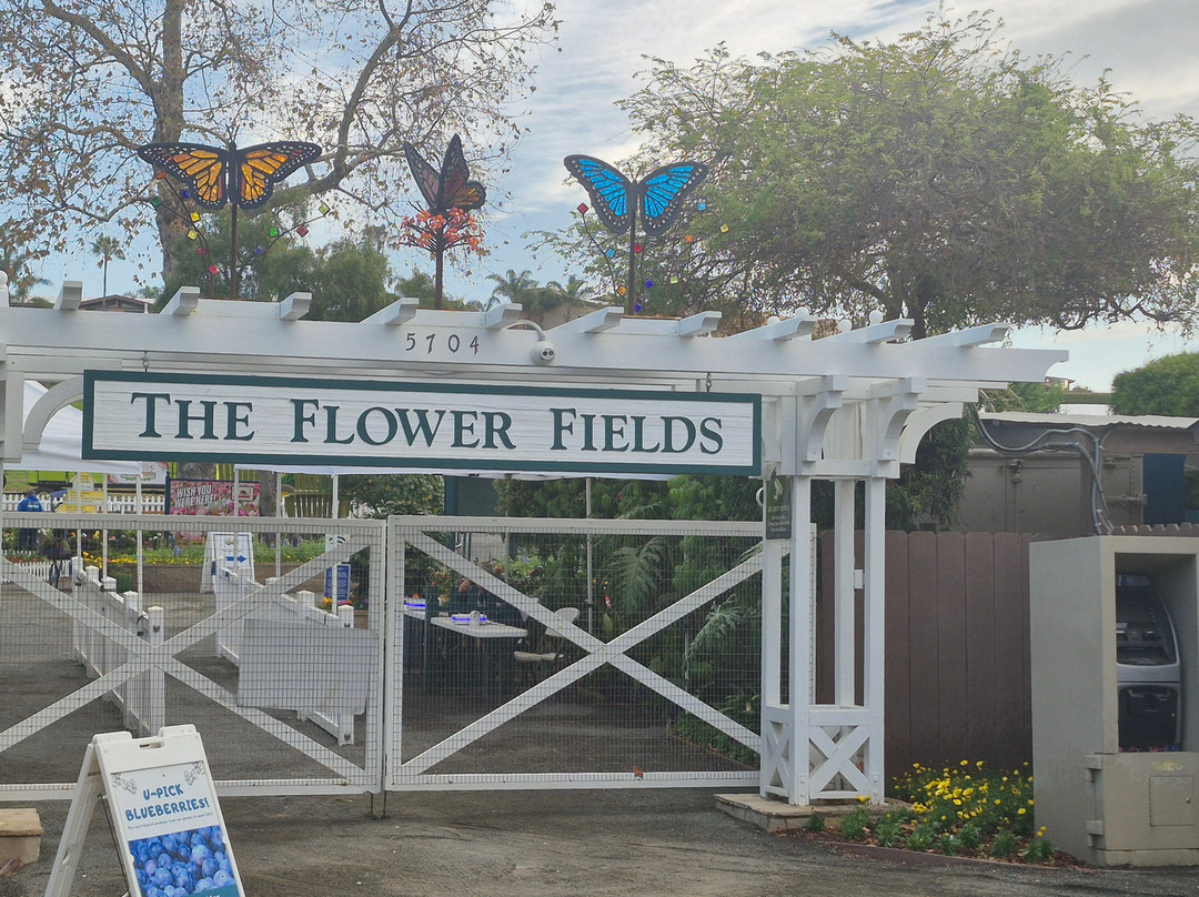 The Flower Fields at Carlsbad Ranch-卡尔斯巴德必去景点