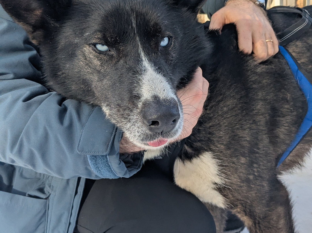 Pinewood's huskies-罗瓦涅米必去景点