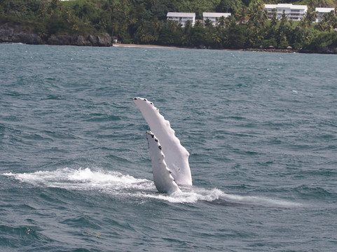 Whale Samaná With Kim-Santa Barbara de Samana必去景点