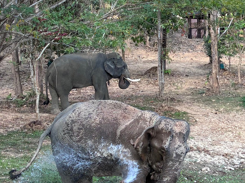 Elephant Conservation Center-Sayaboury必去景点
