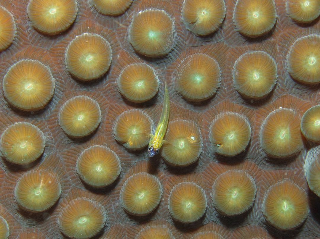 Sea Saba Dive Center-Windwardside必去景点