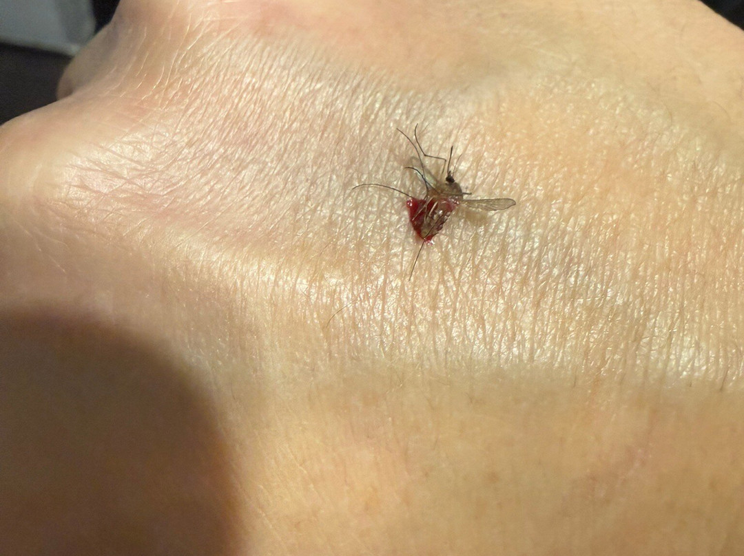 Best Western Hotel Green City主图