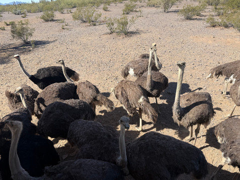 Rooster Cogburn Ostrich Ranch-Picacho必去景点