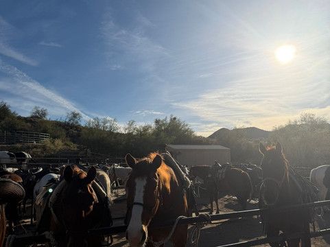 Cave Creek Trail Rides-洞溪必去景点