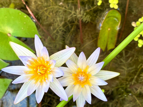 梦想女人海滩高尔夫水疗度假村-全包式主图