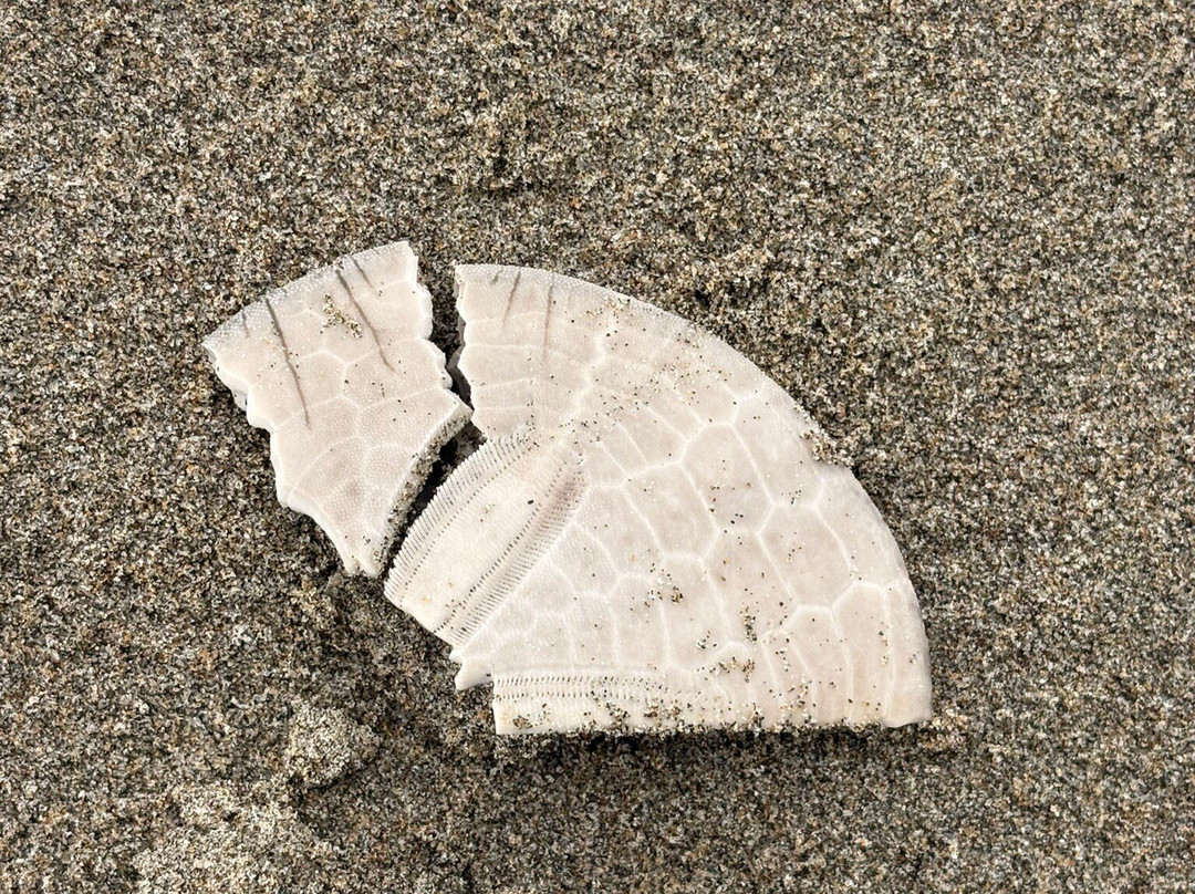 Seaside Beach Oregon-锡赛德必去景点